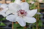 Waldrebe Boulevard ® 'Ninon' Evipo052 - Clematis Boulevard ® 'Ninon' Evipo052