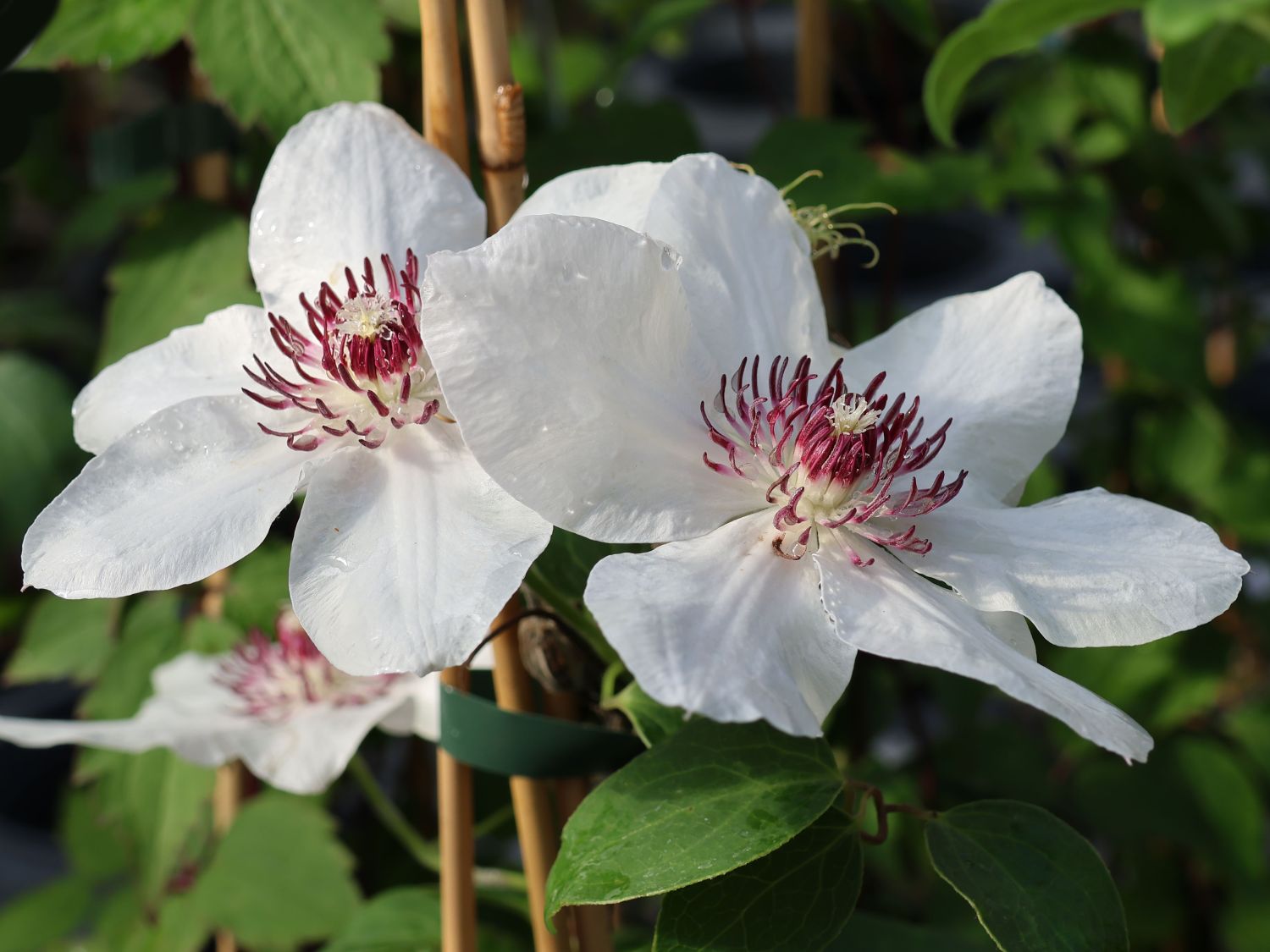 Waldrebe Boulevard ® 'Ninon' Evipo052 - Clematis Boulevard ® 'Ninon' Evipo052
