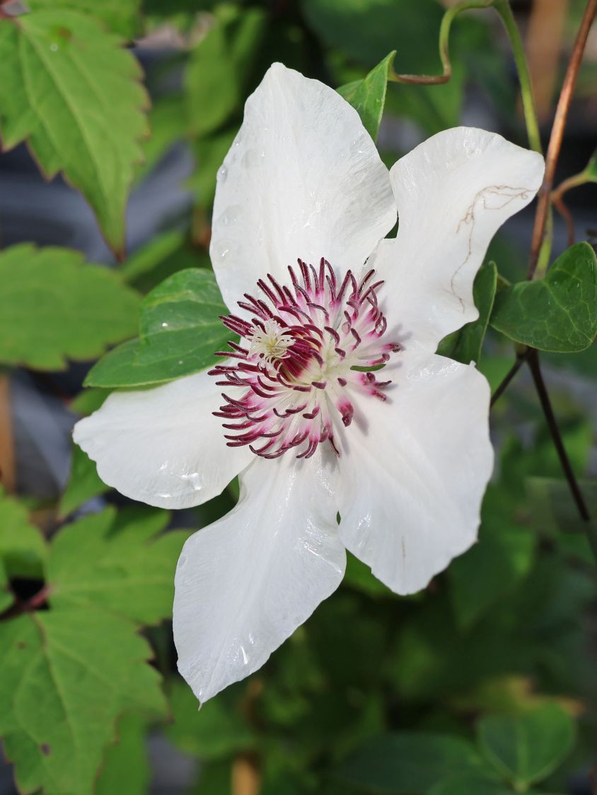 Waldrebe Boulevard ® 'Ninon' Evipo052 - Clematis Boulevard ® 'Ninon' Evipo052