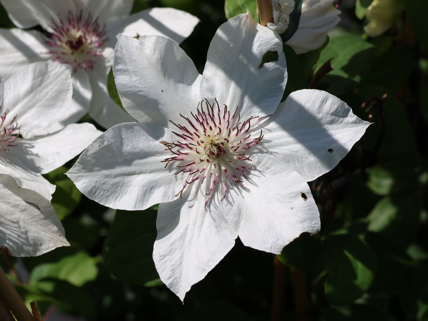 Waldrebe Boulevard ® 'Ninon' Evipo052 - Clematis Boulevard ® 'Ninon' Evipo052