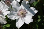 Waldrebe Boulevard ® 'Ninon' Evipo052 - Clematis Boulevard ® 'Ninon' Evipo052