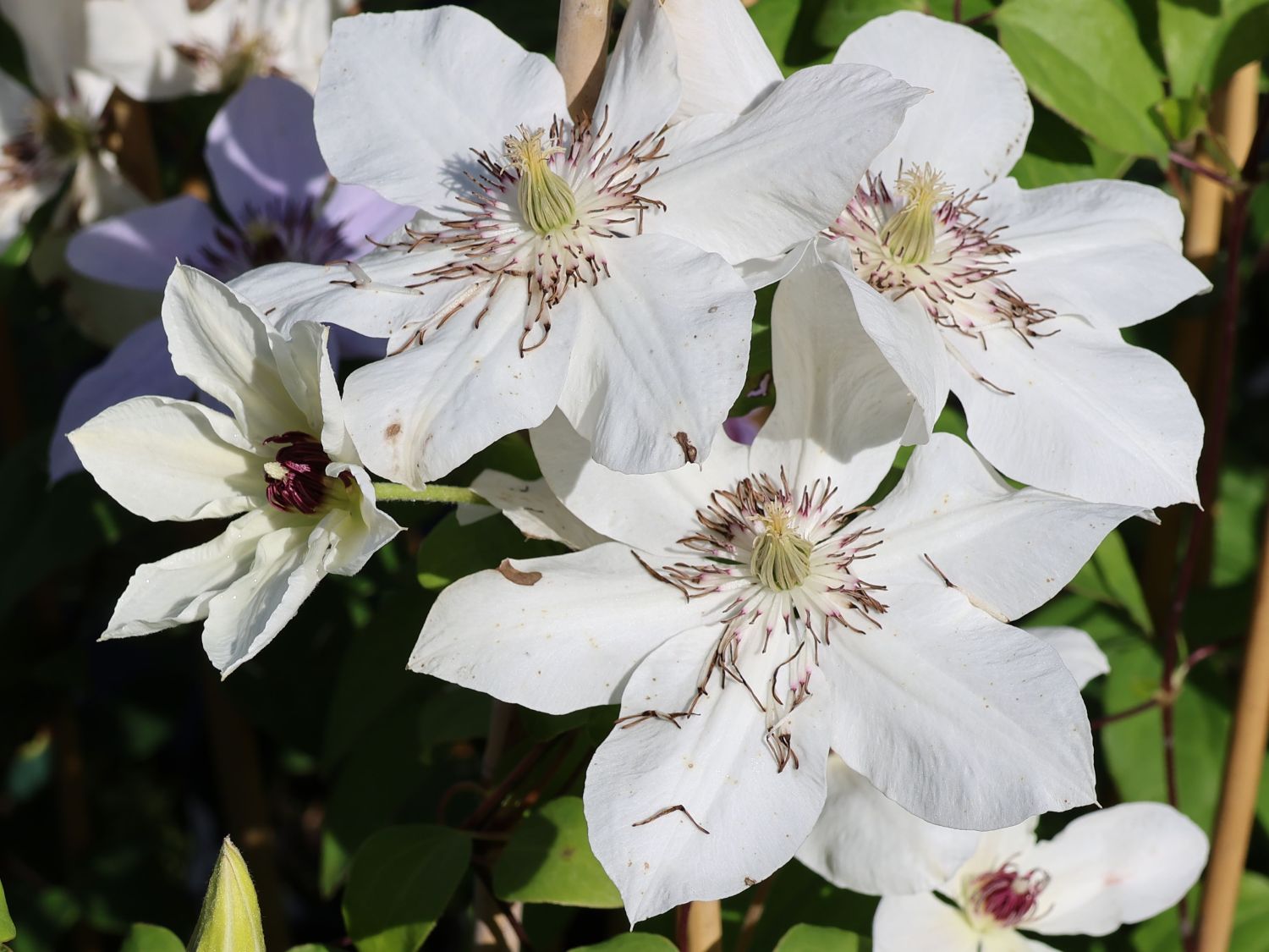 Waldrebe Boulevard ® 'Ninon' Evipo052 - Clematis Boulevard ® 'Ninon' Evipo052