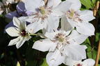 Waldrebe Boulevard ® 'Ninon' Evipo052 - Clematis Boulevard ® 'Ninon' Evipo052