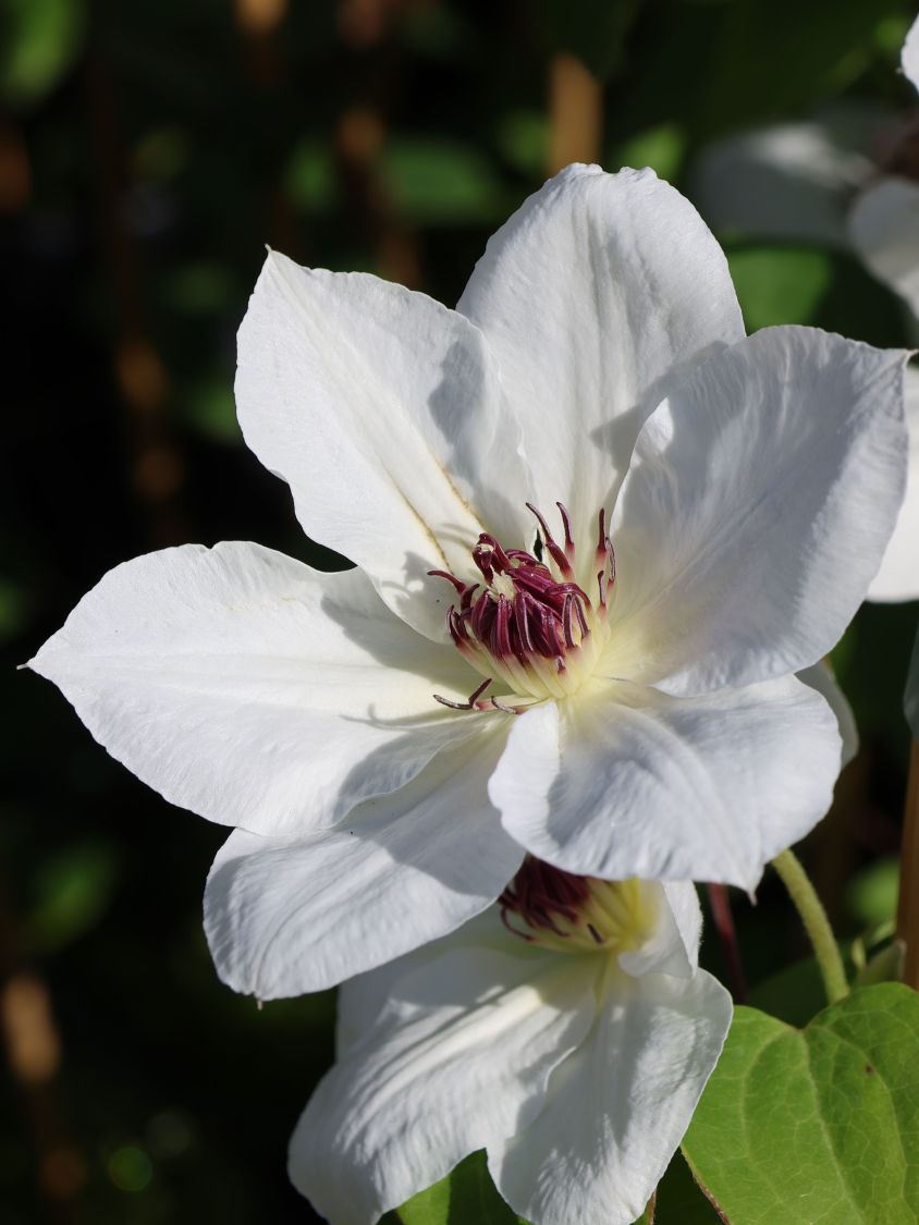 Waldrebe Boulevard ® 'Ninon' Evipo052 - Clematis Boulevard ® 'Ninon' Evipo052