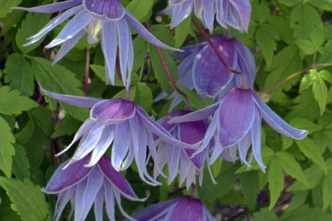Waldrebe 'Cecile' - Clematis 'Cecile'
