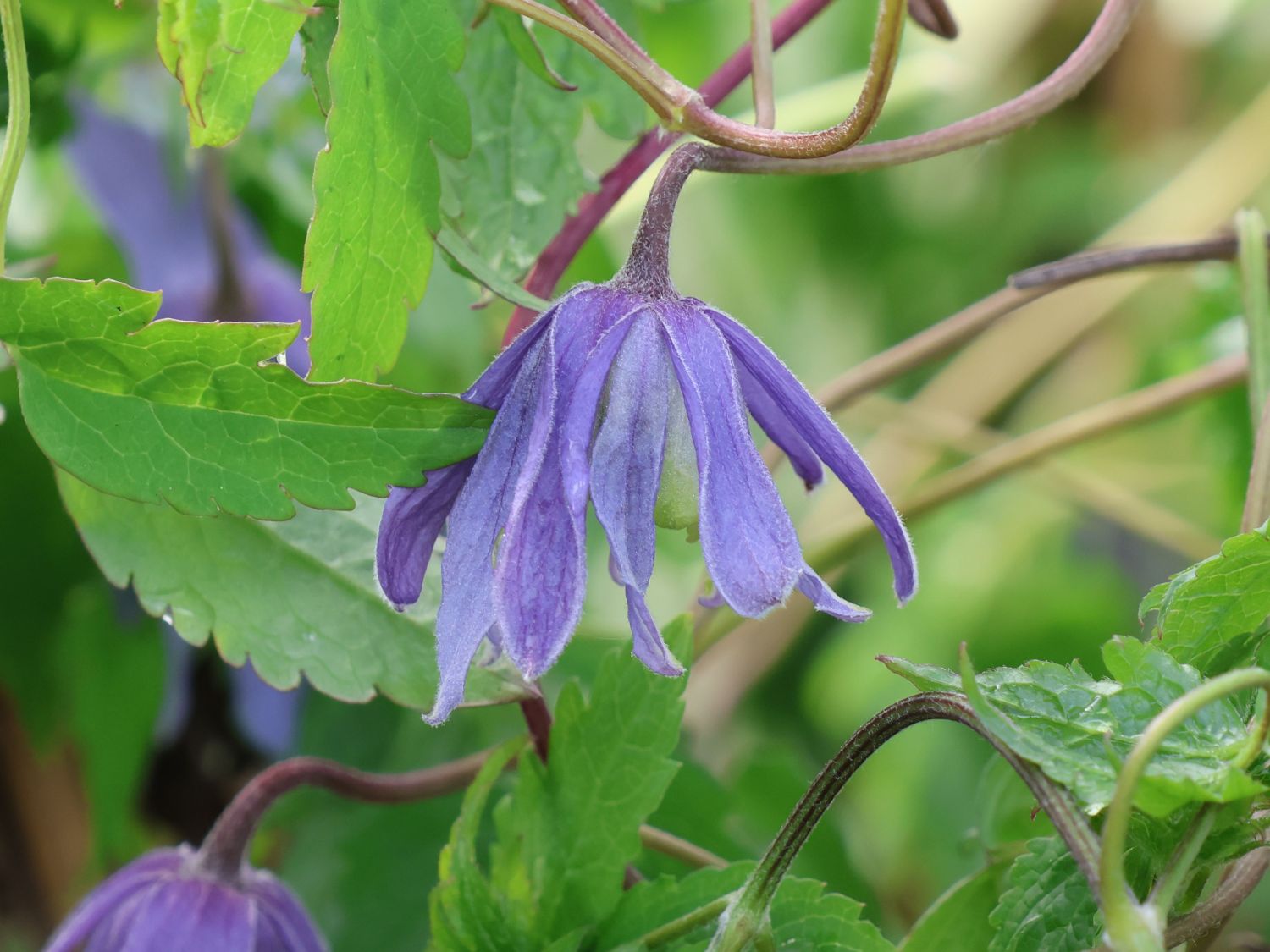 Waldrebe 'Cecile' - Clematis 'Cecile'