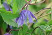 Waldrebe 'Cecile' - Clematis 'Cecile'