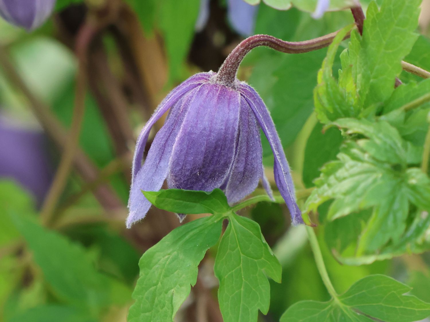 Waldrebe 'Cecile' - Clematis 'Cecile'