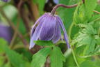 Waldrebe 'Cecile' - Clematis 'Cecile'