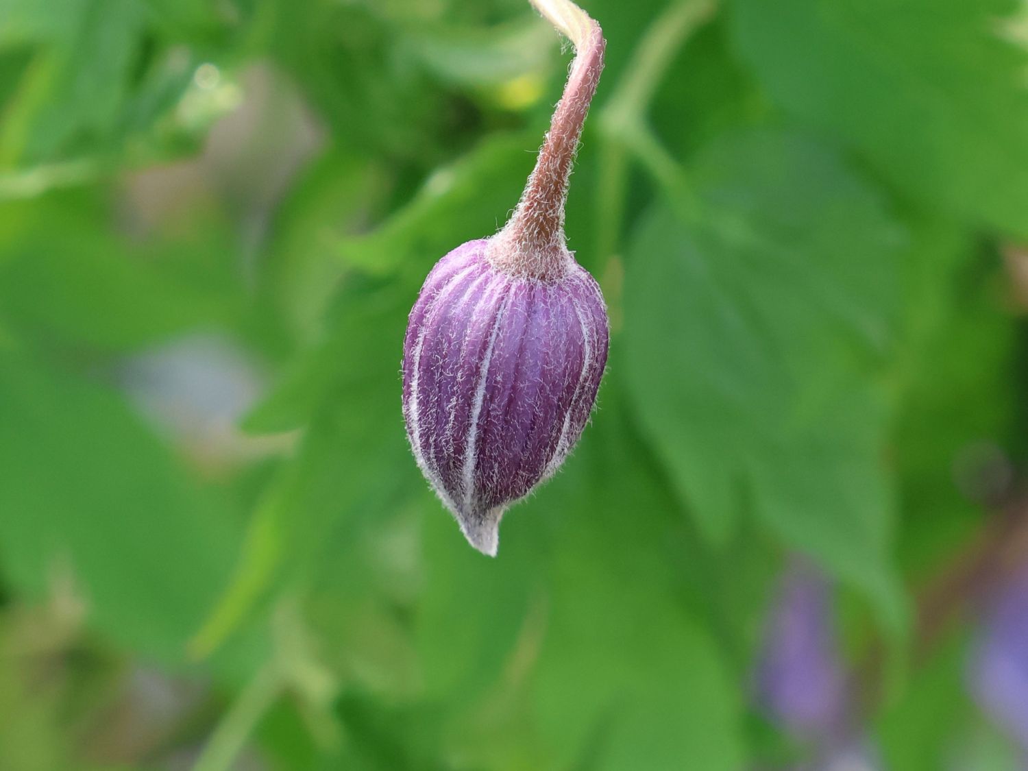 Waldrebe 'Cecile' - Clematis 'Cecile'