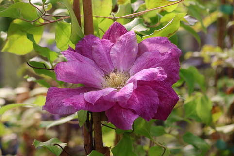 Waldrebe 'Change of Heart' - Clematis 'Change of Heart'