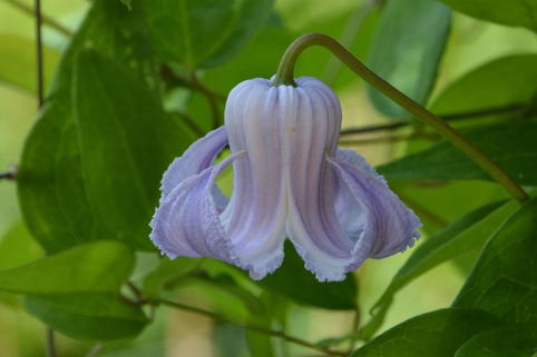 Waldrebe 'Crispa Angel' - Clematis 'Crispa Angel'