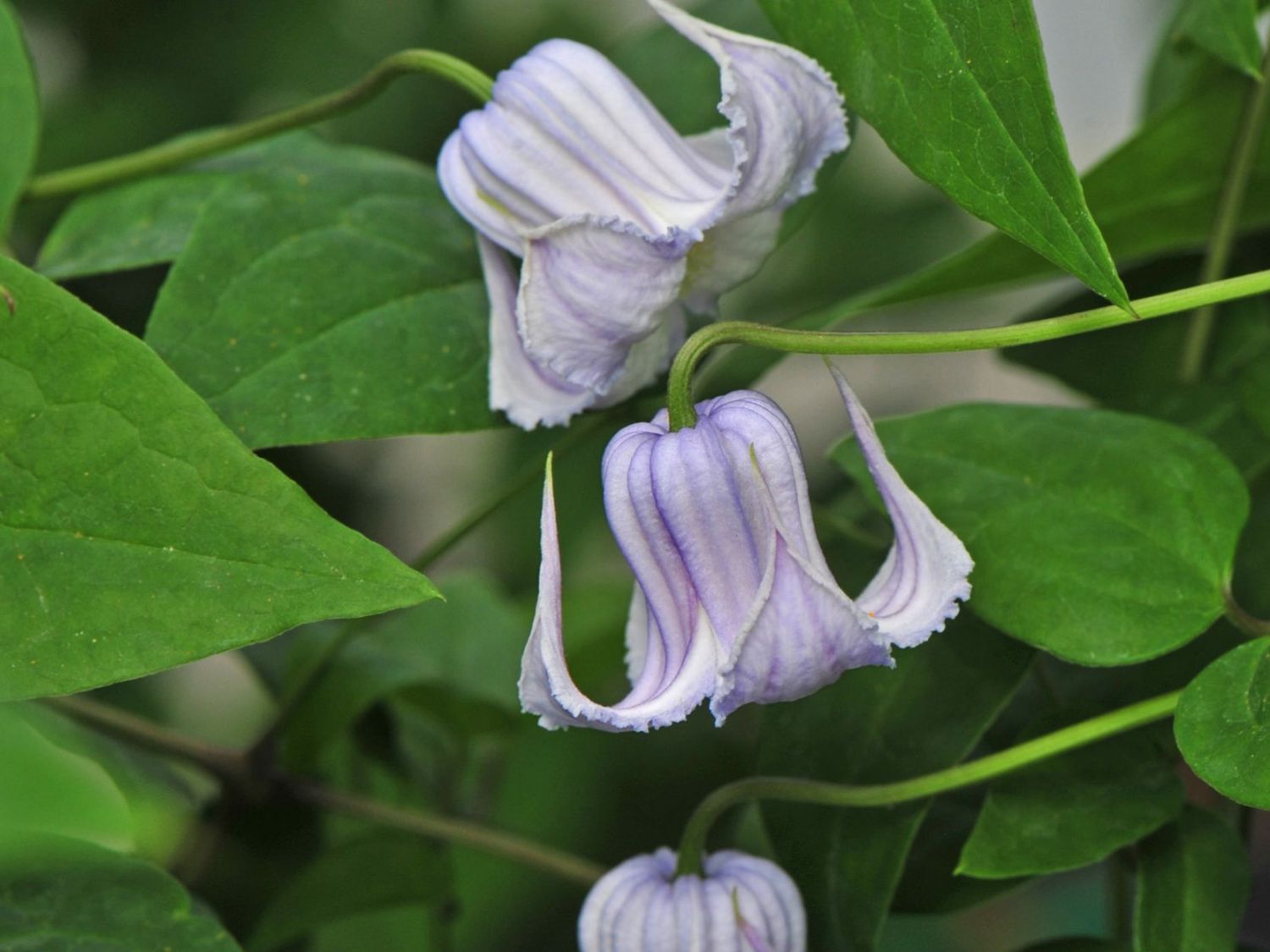 Waldrebe 'Crispa Angel' - Clematis 'Crispa Angel'
