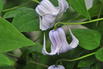Waldrebe 'Crispa Angel' - Clematis 'Crispa Angel'