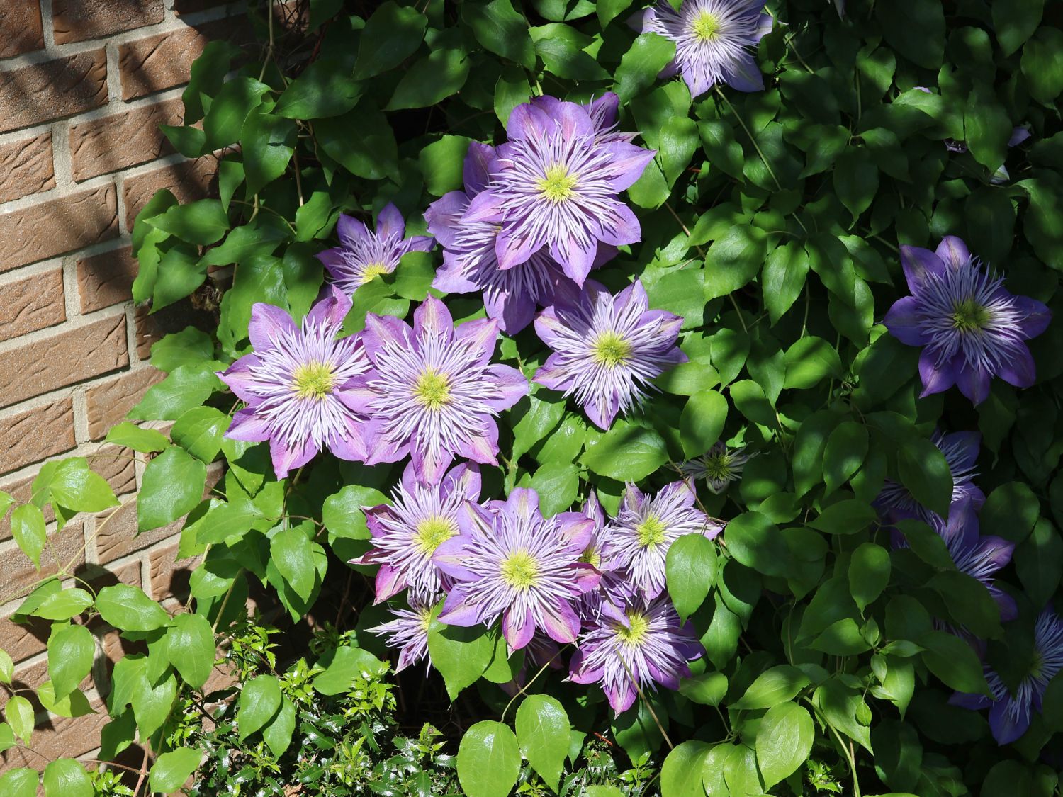 Waldrebe 'Crystal Fountain' / 'Fairy Blue'