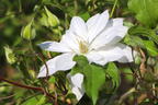 Waldrebe 'Dancing Dorien' ® - Clematis 'Dancing Dorien' ®
