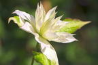 Waldrebe 'Dancing Dorien' ® - Clematis 'Dancing Dorien' ®