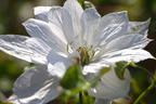 Waldrebe 'Dancing Dorien' ® - Clematis 'Dancing Dorien' ®