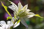 Waldrebe 'Dancing Dorien' ® - Clematis 'Dancing Dorien' ®