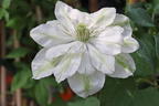 Waldrebe 'Dancing Dorien' ® - Clematis 'Dancing Dorien' ®