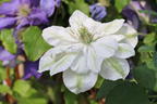 Waldrebe 'Dancing Dorien' ® - Clematis 'Dancing Dorien' ®