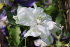 Waldrebe 'Dancing Dorien' ® - Clematis 'Dancing Dorien' ®