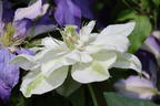 Waldrebe 'Dancing Dorien' ® - Clematis 'Dancing Dorien' ®