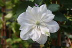 Waldrebe 'Dancing Dorien' ® - Clematis 'Dancing Dorien' ®