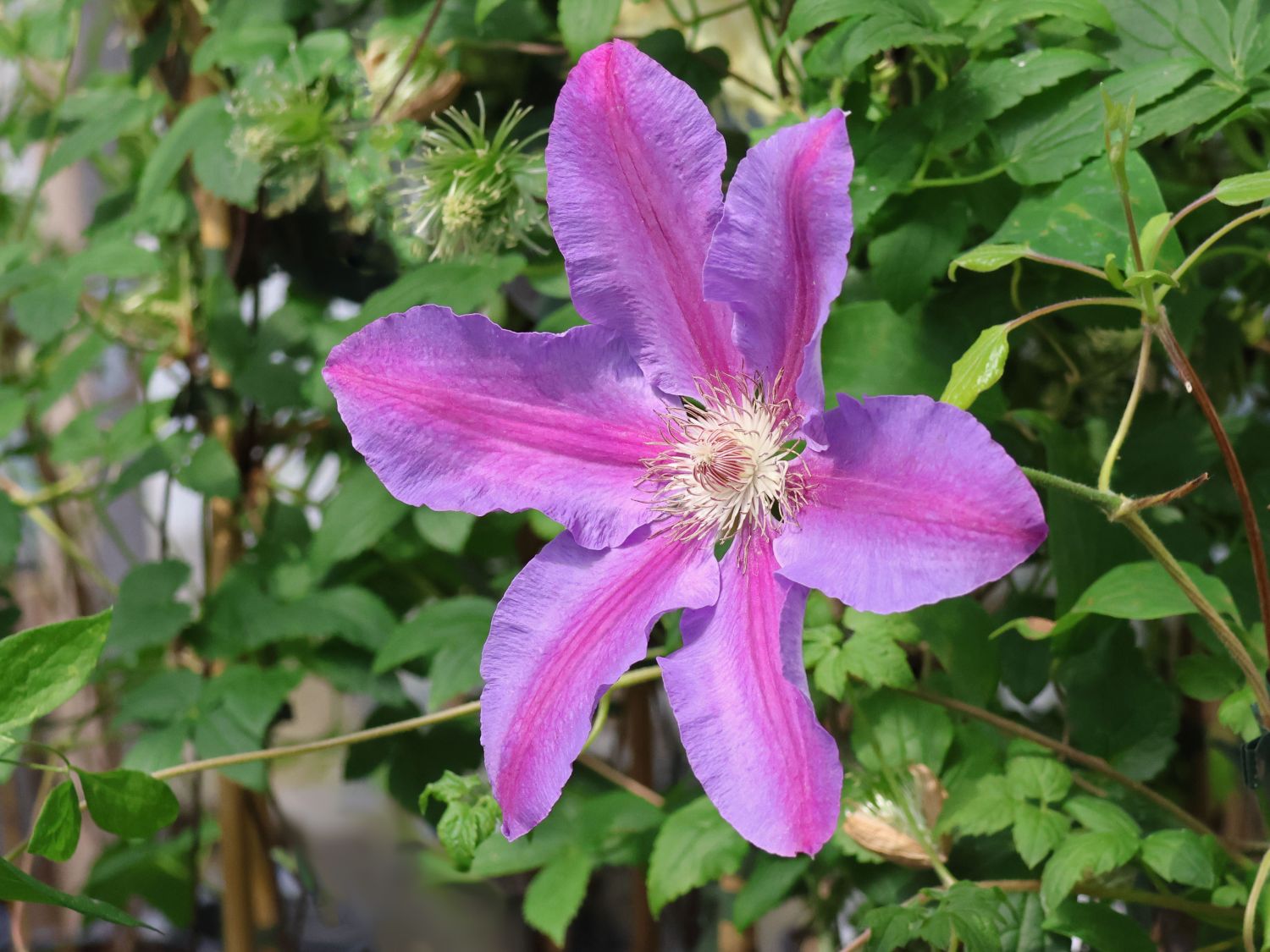 Waldrebe 'Etoile de Malicorne'