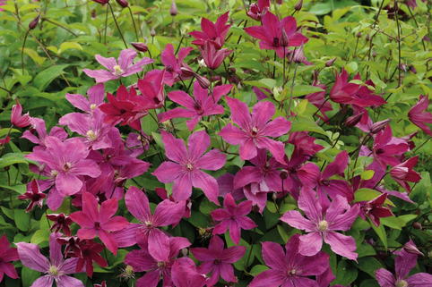 Waldrebe 'Expander' - Clematis 'Expander'