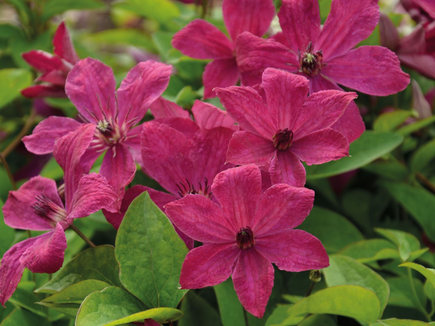 Waldrebe 'Expander' - Clematis 'Expander'