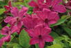 Waldrebe 'Expander' - Clematis 'Expander'