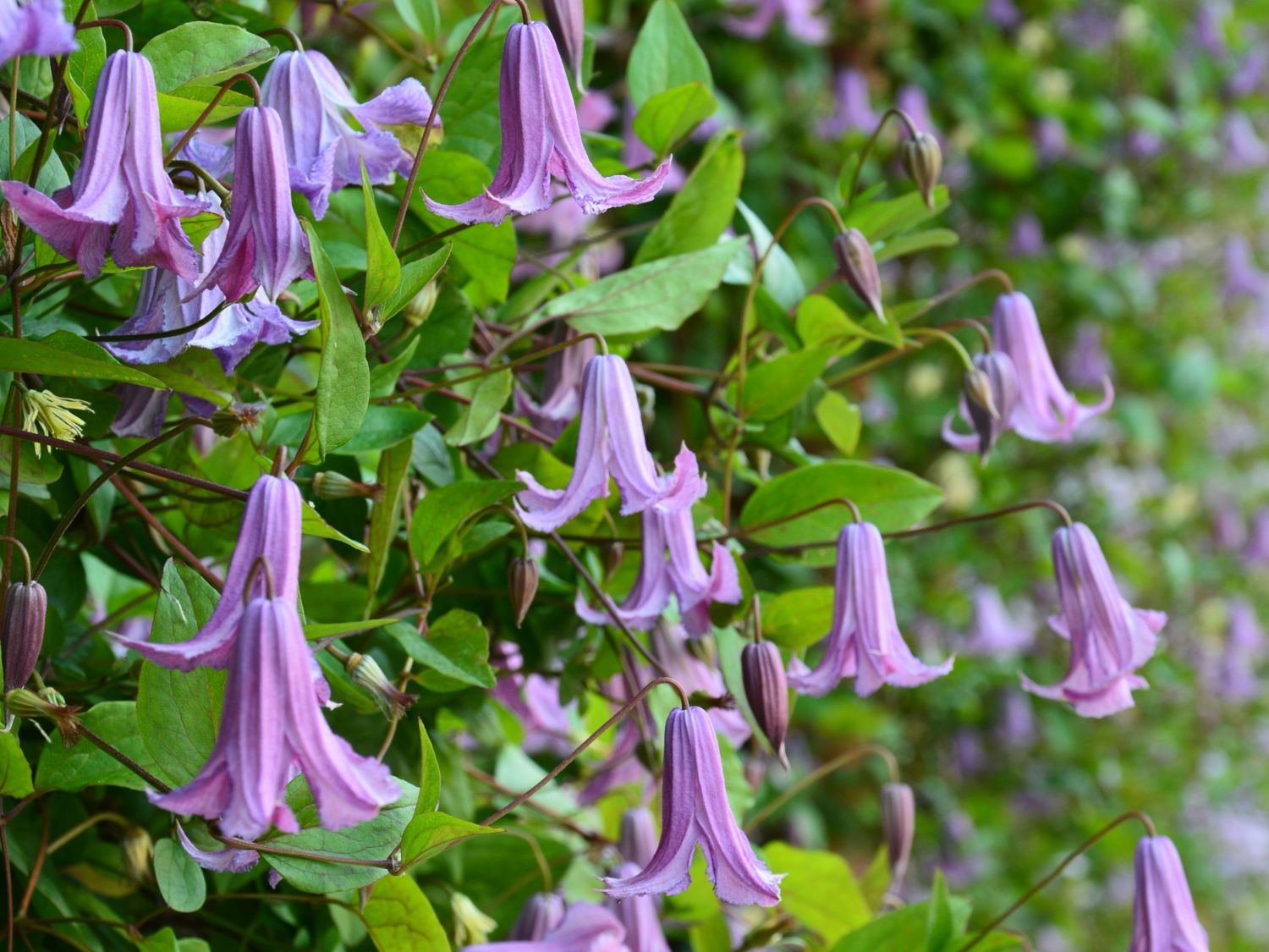 Waldrebe 'Fairy Bells'