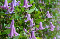 Waldrebe 'Fairy Bells'
