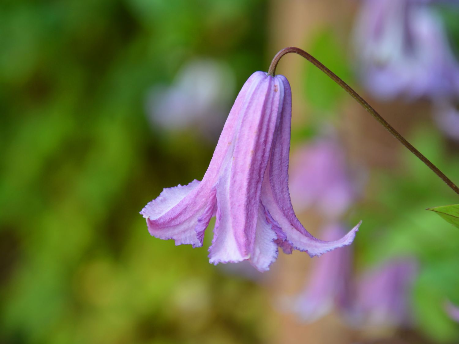 Waldrebe 'Fairy Bells' - Clematis 'Fairy Bells'
