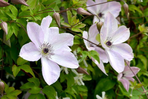 Waldrebe 'Fairydust' - Clematis 'Fairydust'