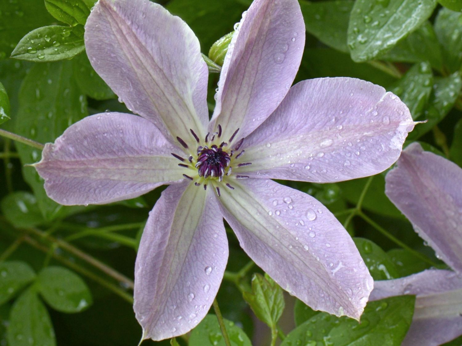 Waldrebe 'Fairydust' - Clematis 'Fairydust'