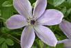 Waldrebe 'Fairydust' - Clematis 'Fairydust'
