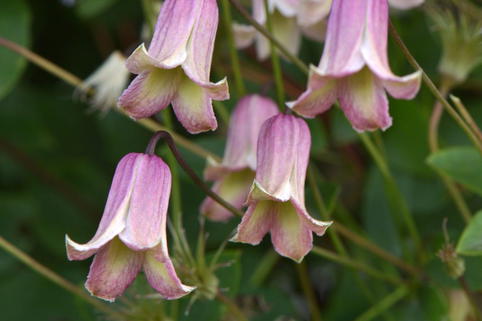 Waldrebe 'Fay' - Clematis 'Fay'
