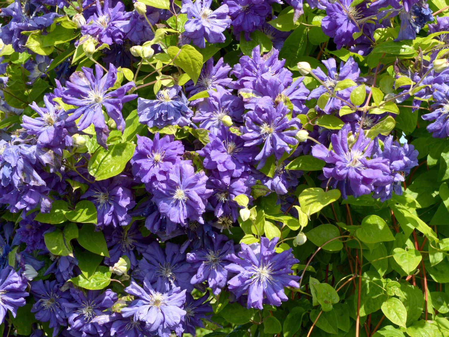 Waldrebe 'Floral Dance'