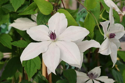Waldrebe GARLAND ® 'Tsukiko' - Clematis GARLAND ® 'Tsukiko'