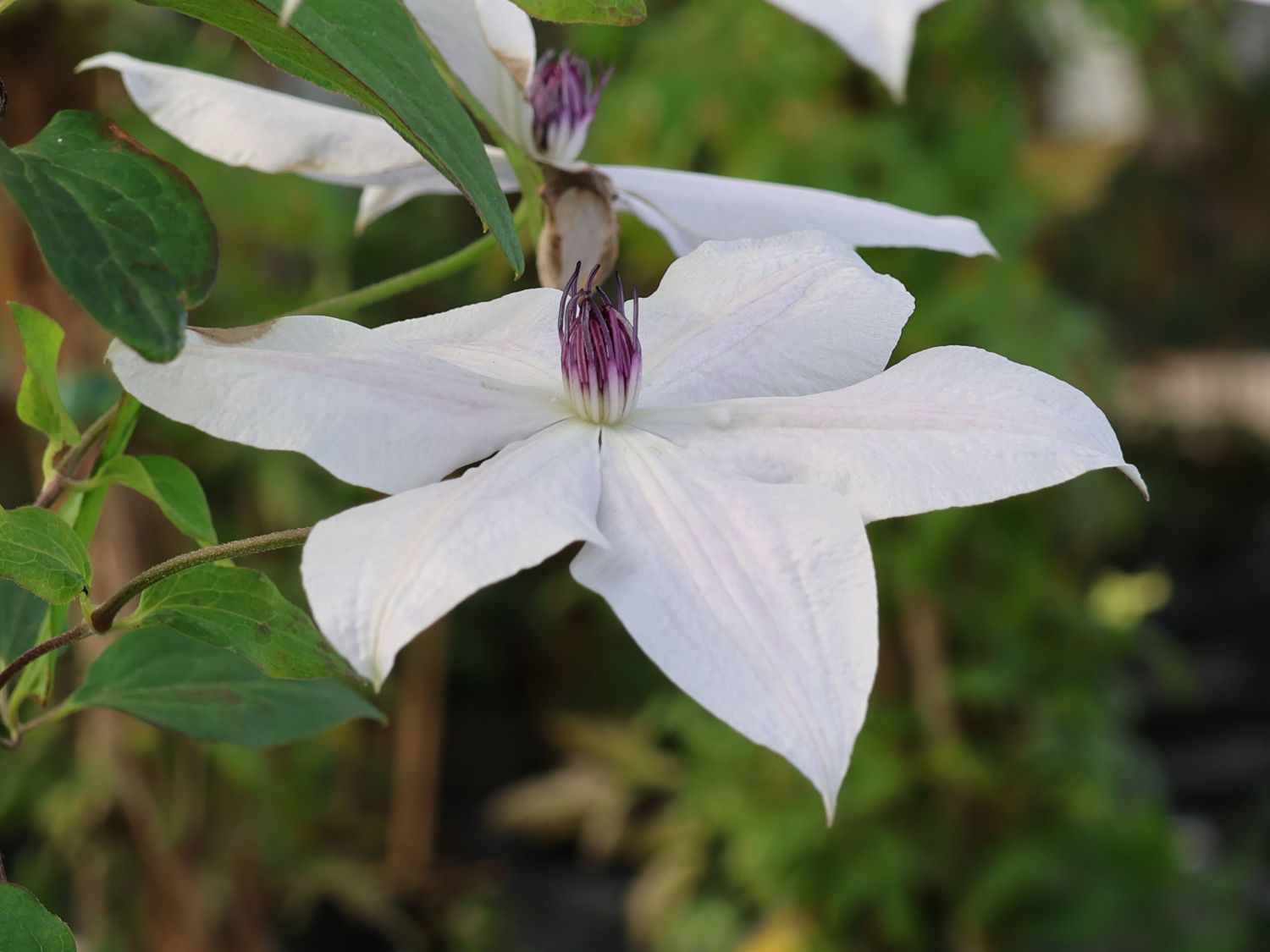 Waldrebe GARLAND ® 'Tsukiko' - Clematis GARLAND ® 'Tsukiko'