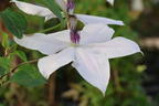 Waldrebe GARLAND ® 'Tsukiko' - Clematis GARLAND ® 'Tsukiko'