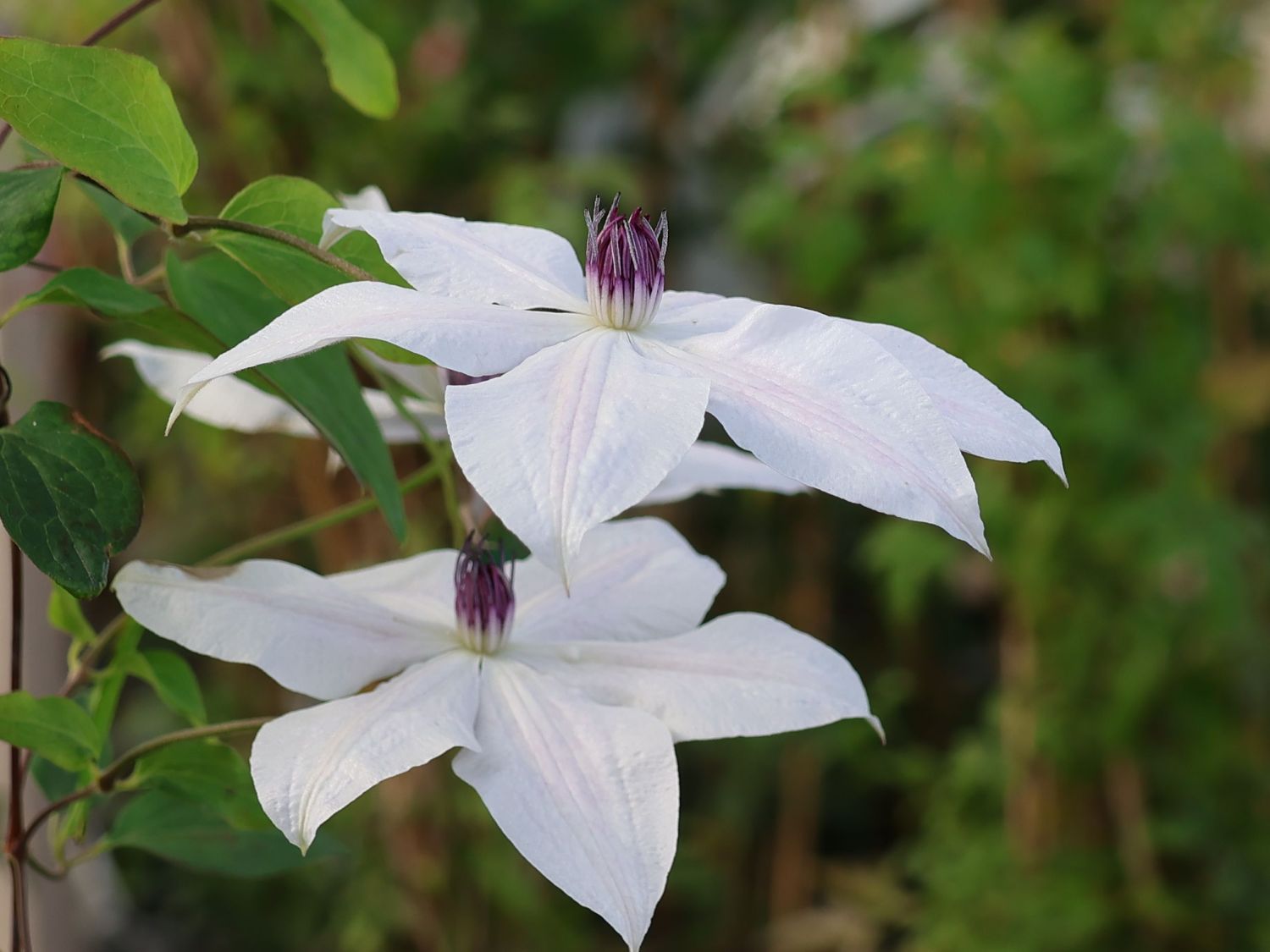 Waldrebe GARLAND ® 'Tsukiko' - Clematis GARLAND ® 'Tsukiko'