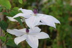 Waldrebe GARLAND ® 'Tsukiko' - Clematis GARLAND ® 'Tsukiko'