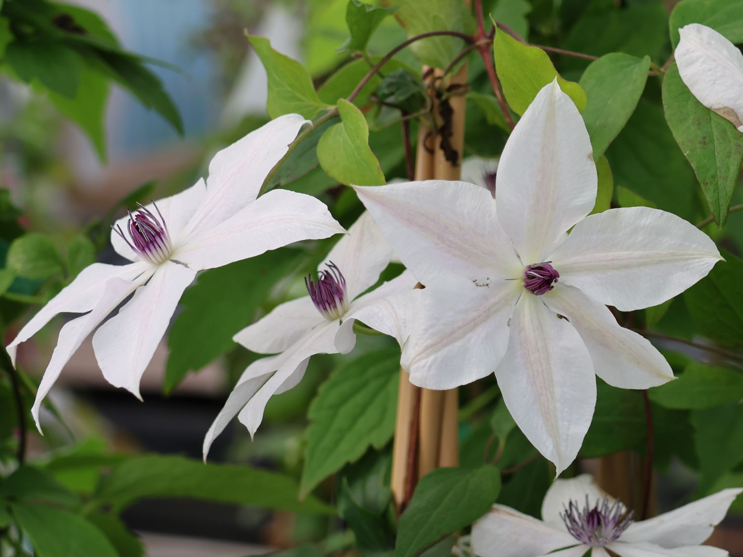 Waldrebe GARLAND ® 'Tsukiko' - Clematis GARLAND ® 'Tsukiko'