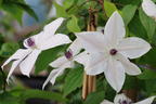 Waldrebe GARLAND ® 'Tsukiko' - Clematis GARLAND ® 'Tsukiko'