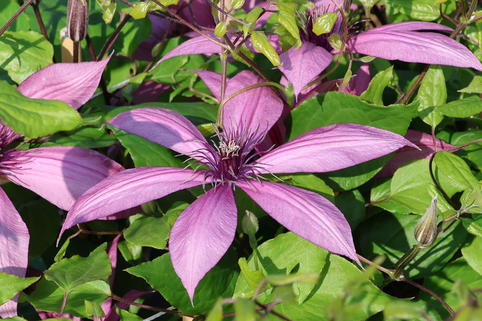 Waldrebe 'Giselle' - Clematis 'Giselle'