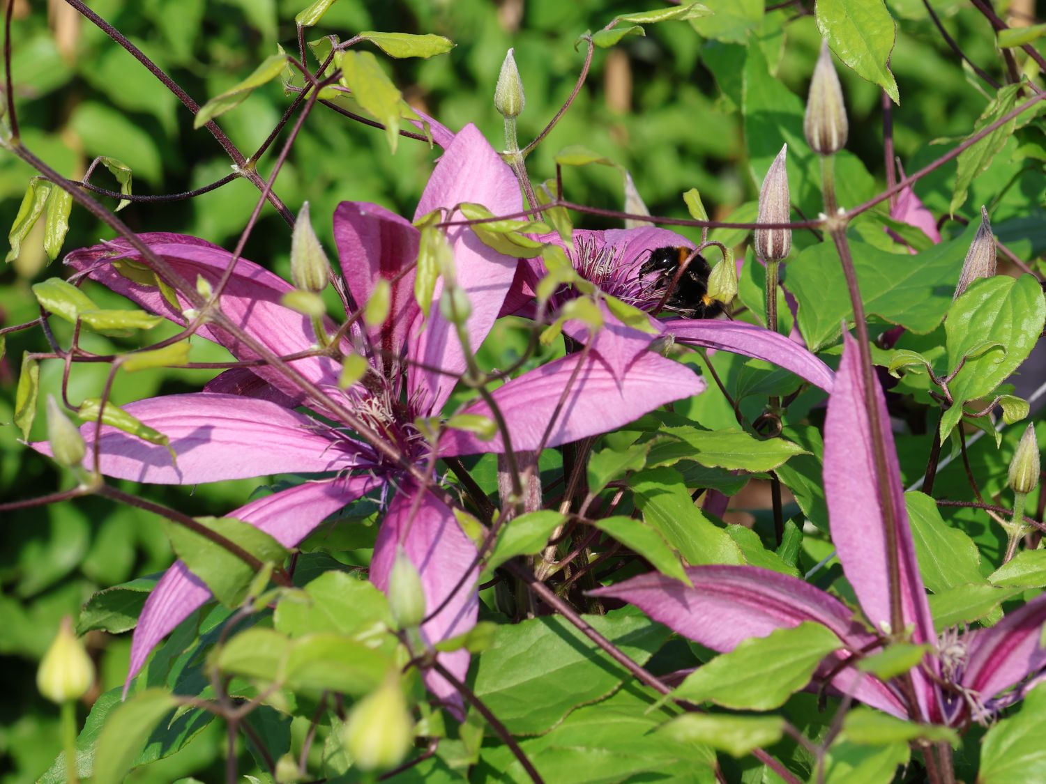 Waldrebe 'Giselle' - Clematis 'Giselle'