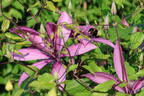 Waldrebe 'Giselle' - Clematis 'Giselle'